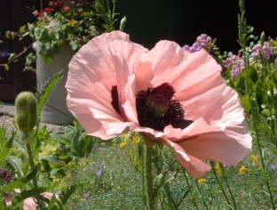 Papaver orientale 'Carneum'