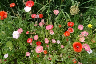 Papaver rhoeas 'Mischung'