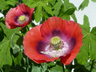 Papaver somniferum 'Ruby Glow'