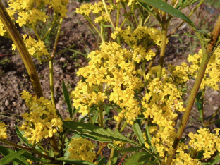 Patrinia scabiosiifolia
