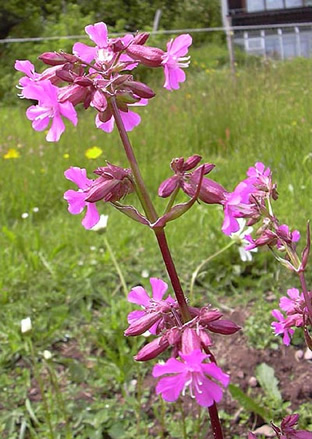 Lychnis viscaria 'Feuer'