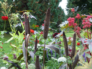 Pennisetum glaucum 'Purple'