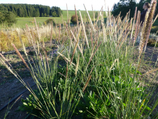 Pennisetum macrourum