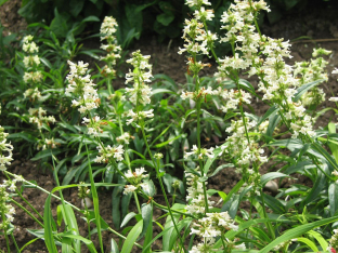 Penstemon confertus