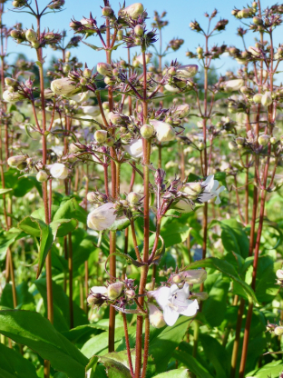 Penstemon digitalis (Wildform)