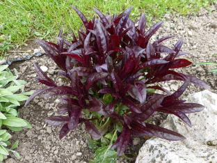Penstemon digitalis 'Husker Red Strain'