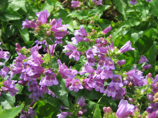 Penstemon serrulatus