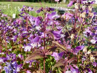 Penstemon smallii
