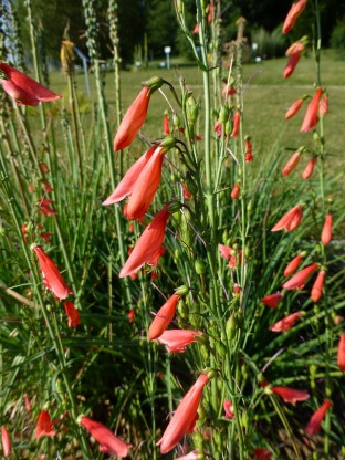 Penstemon barbatus 'Coccineus'