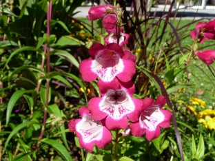 Penstemon hartwegii 'Sensation Mix'