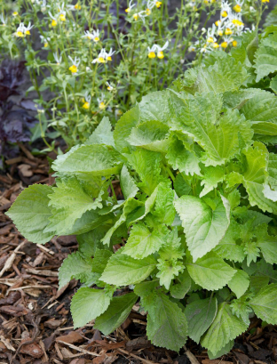 Perilla frutescens 'Green'