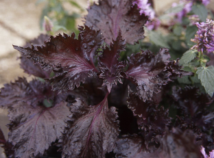 Perilla frutescens 'Red'