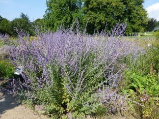 Perovskia atriplicifolia