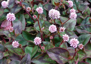 Persicaria capitata (Polygonum capitatum)