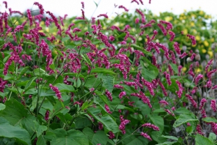 Persicaria orientalis 'Cerise Pearls'