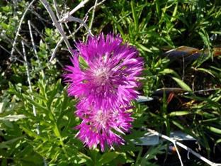 Centaurea hypoleuca