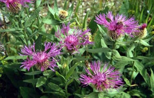 Centaurea pseudophrygia