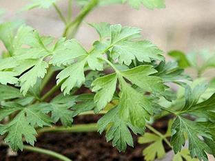 Petroselinum crispum 'Gigante d'Italia'