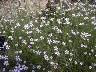 Petrorhagia saxifraga