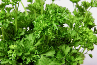Petroselinum crispum 'Mooskrause'