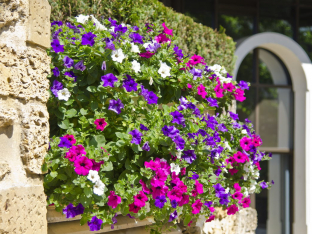 Petunia hybrida pendula 'Balcony F2 Mix'