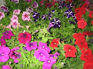 Petunia hybrida Mischung