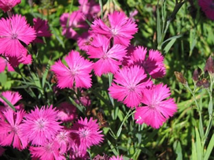 Dianthus gratianopolitanus