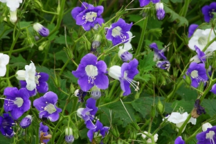 Phacelia grandiflora 'Summertime Blues'