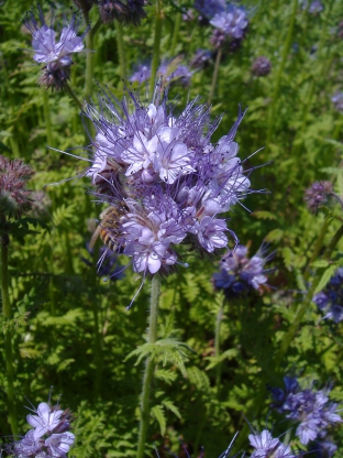 Phacelia tanacetifolia