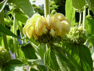 Phlomis russeliana