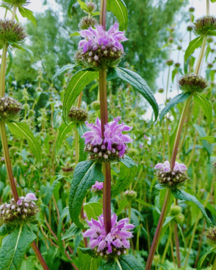 Phlomis tuberosa