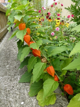 Physalis alkekengi  var. franchettii 'Gigantea'