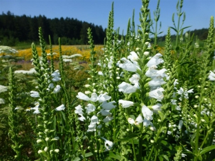 Physostegia virginiana 'Alba'