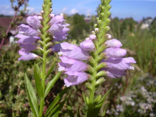 Physostegia virginiana 'Rosea'