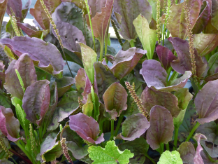 Plantago major 'Rubra'