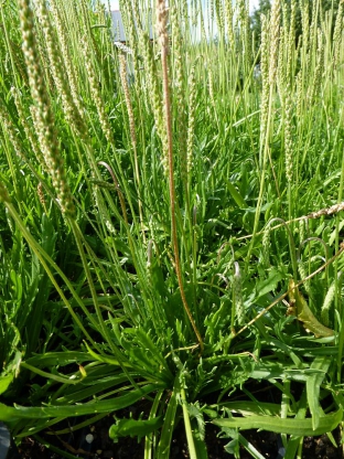 Plantago coronopus