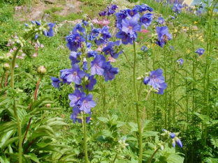 Polemonium caeruleum