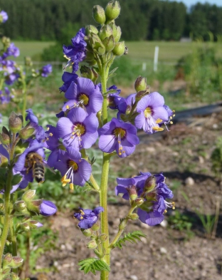 Polemonium boreale