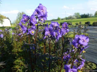 Polemonium caeruleum ssp. yezoense 'Purple Rain'