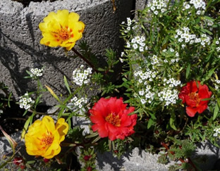 Portulaca grandiflora 'Mischung'