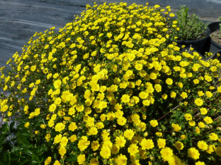 Potentilla crantzii