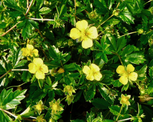 Potentilla erecta