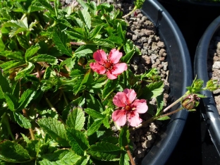 Potentilla nepalensis 'Shogran'