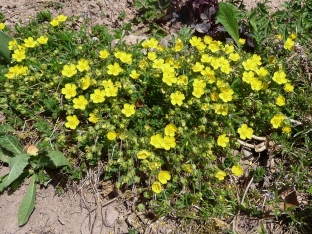 Potentilla neumanniana (verna)