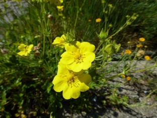 Potentilla hispanica