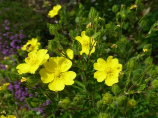 Potentilla recta