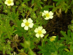 Potentilla recta 'Sulphurea'