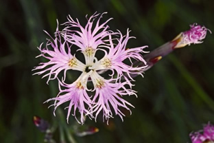 Dianthus superbus