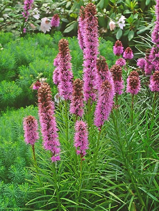 Liatris spicata