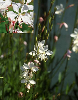 Gaura lindheimeri